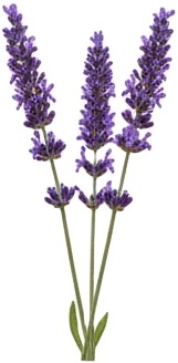 lavender spray lavender spray lavender spray lavender spray lavender spray lavender spray lavender spray.jpg